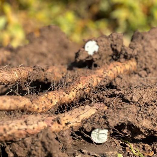 温县铁棍山药 垆土地发酵八不用种植当季新鲜蔬菜5斤装【顺丰快递】 商品图0