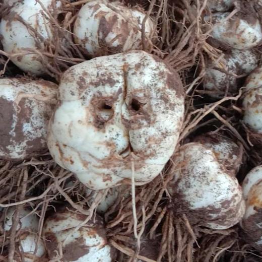 兰州鲜百合 传统农耕生食甘甜清炒煲汤粉糯当季新鲜蔬菜 商品图1