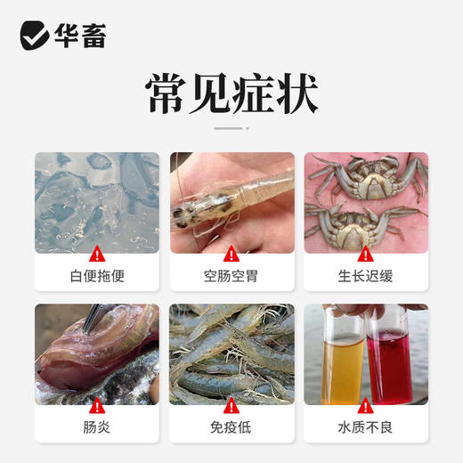 华畜肠卫士100g 添加丁酸梭菌 维持肠道生态稳定 商品图1