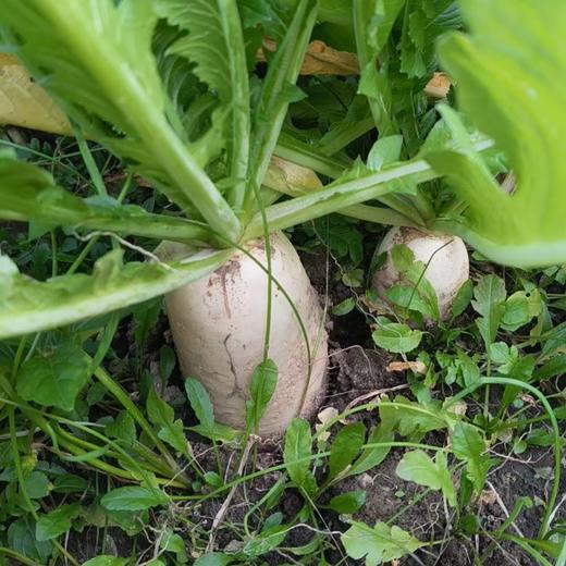 生态白萝卜（吉林，申通或中通） | 合作生产 *   Ecological white radish| Partner Production 商品图2