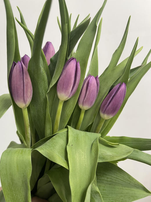 方德郁金香-【紫色】 商品图0