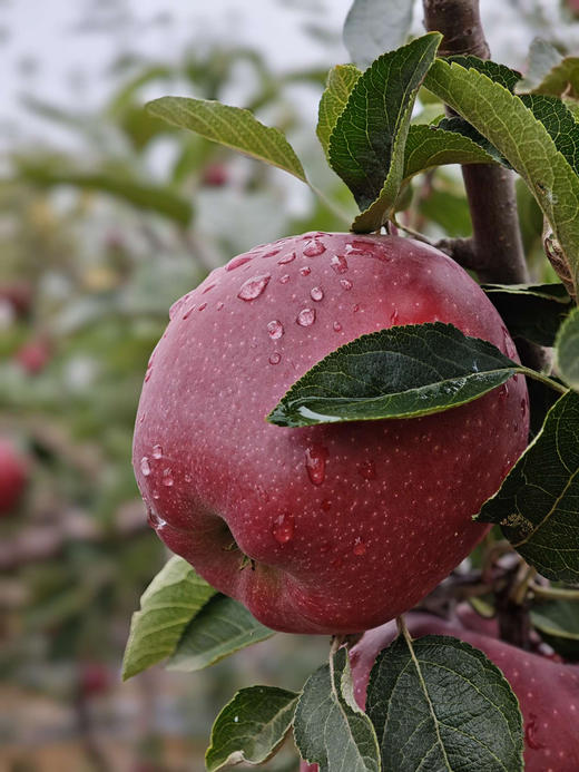 蜂糖花牛苹果🍎来自全国核心的天水花牛村，不打蜡、不催熟、不泡药，果肉越放越粉越香甜，细腻的就像一口抿化一样的！约6斤/箱 商品图1