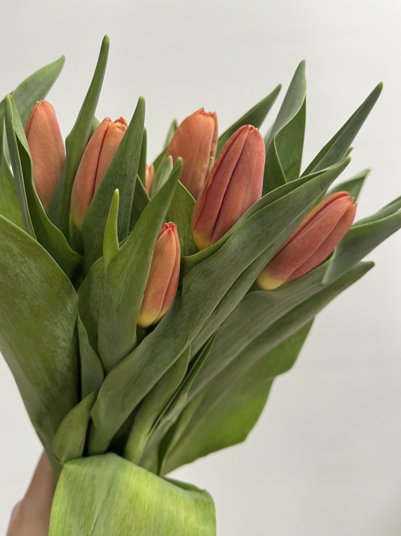 国产郁金香-【橙色】