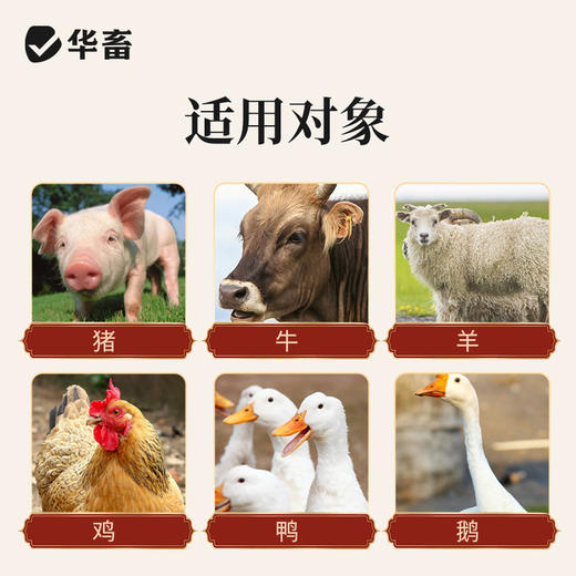 华畜痢头翁 清热解毒 化湿止痢 肠炎腹泻鸡鸭鹅通用 商品图4