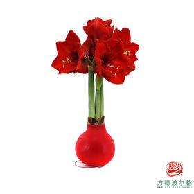 不用浇水的石蜡朱顶红种球！ 红花-红蜡