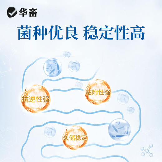 华畜肠卫士100g 添加丁酸梭菌 维持肠道生态稳定 商品图2
