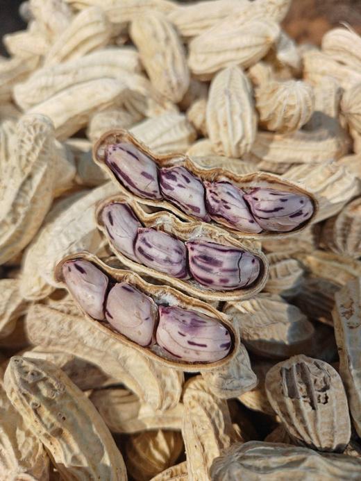 云南七彩熟花生  颗粒饱满大粒 香酥脆~壳薄易剥 商品图5