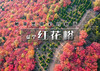 周末1日｜秋版•红花峪｜藏着天津最浓墨重彩的秋天の5万株古桑树集体褪绿鎏金，山峪变身童话隧道 商品缩略图0