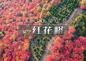 周末1日｜秋版•红花峪｜藏着天津最浓墨重彩的秋天の5万株古桑树集体褪绿鎏金，山峪变身童话隧道