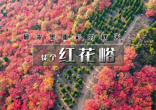 周末1日｜秋版•红花峪｜藏着天津最浓墨重彩的秋天の5万株古桑树集体褪绿鎏金，山峪变身童话隧道 商品图0
