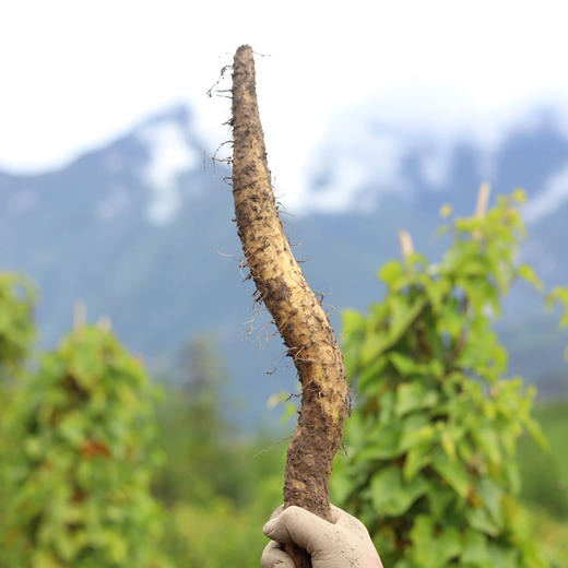 【48小时发货，现挖现发 特殊天气顺延】基地直发 | 雪山有机糯山药 | 四川雅安 商品图2