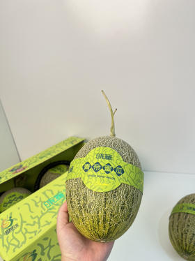 青皮晓蜜甜瓜，瓜皮纤薄，瓜肉多汁