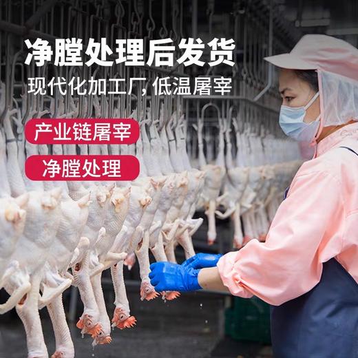 飞来峡岭南瑶山鸡2斤/只  生态散养土鸡 商品图5