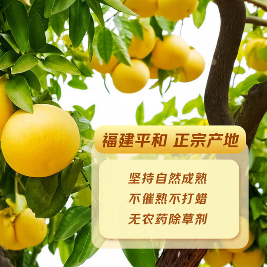【平和葡萄柚】 爆甜多汁 果肉细嫩 富含维生素C 清热解毒 促进新陈代谢 商品图2