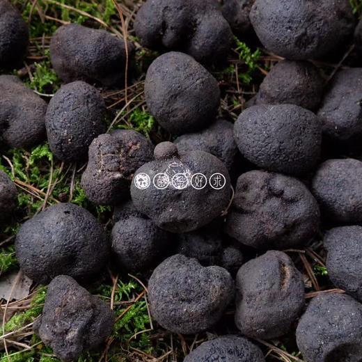 【云南野生黑松露】顺丰空运 稀有野生菌 餐桌上的黑松露 高原特产 高端食材 4种规格任选 商品图3