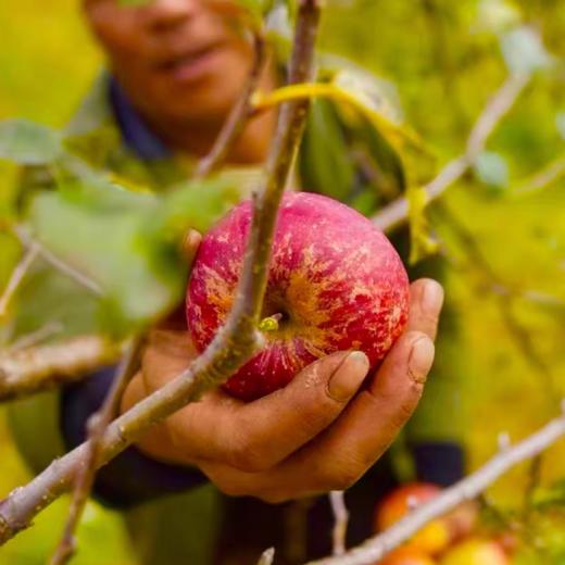 【云南昭通丑苹果】京东到家 香脆可口 清甜脆爽 果香浓郁 酸甜适中 细滑多汁  4种规格任选 商品图5