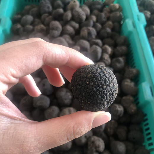 【云南野生黑松露】顺丰空运 稀有野生菌 餐桌上的黑松露 高原特产 高端食材 4种规格任选 商品图2