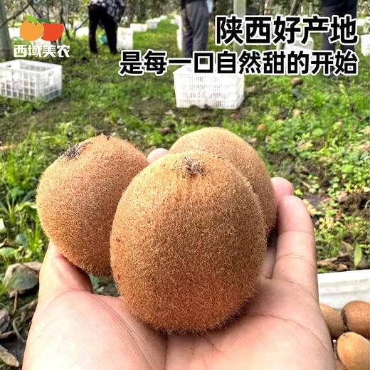 【需催熟】西域美农 徐香绿心猕猴桃  酸甜有味儿 好熟好吃 商品图8