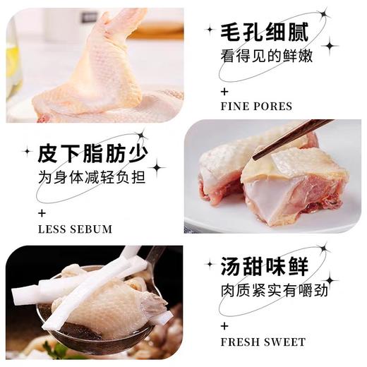 天农158清远鸡1kg 供港品质农家散养正宗广东清远鸡 商品图2
