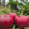 老品种西王丹霞苹果 全球仅有200多亩 不套袋 阳光雨露滋养 营养加倍的超级苹果 0激素 0农残  |百里食 商品缩略图3