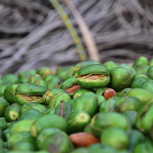 【香榧】昌西公社2025新品香榧手工炒制净重208克/罐 商品图4