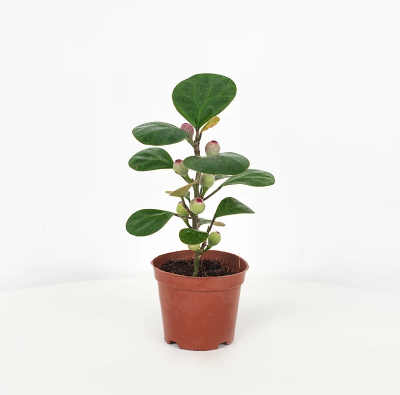 【积分兑换】小盼菩提带果盆栽