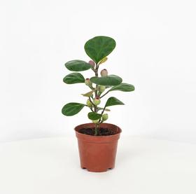 【积分兑换】小盼菩提带果盆栽