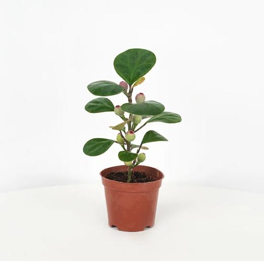 【积分兑换】小盼菩提带果盆栽 商品图0