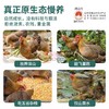 天农清远鸡皇后鸡1kg  长天龄生态慢养走地鸡老母鸡供港品质 商品缩略图1