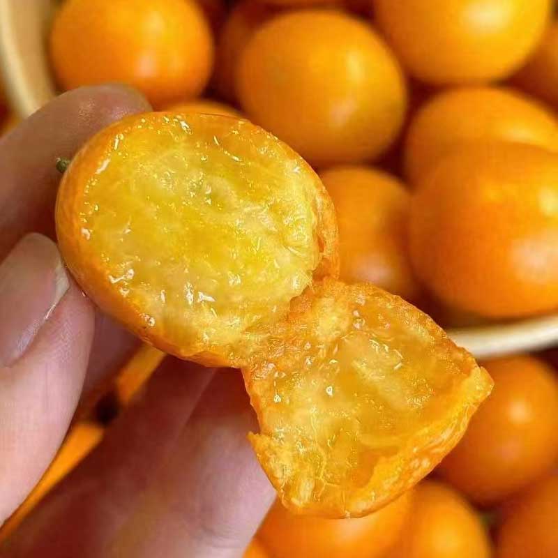 广西脆皮金桔皮脆无籽，纯甜清香，不涩不麻