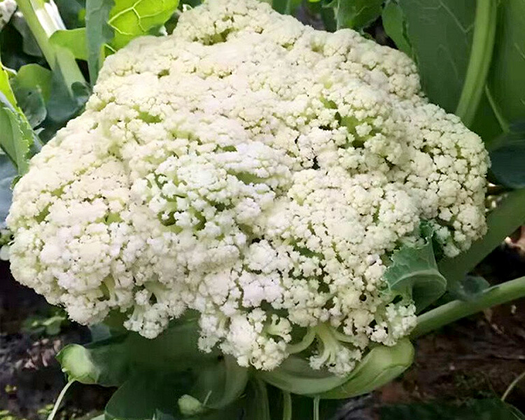 【叼鲜蔬】甘肃新鲜松花菜/1份（1kg±100g）