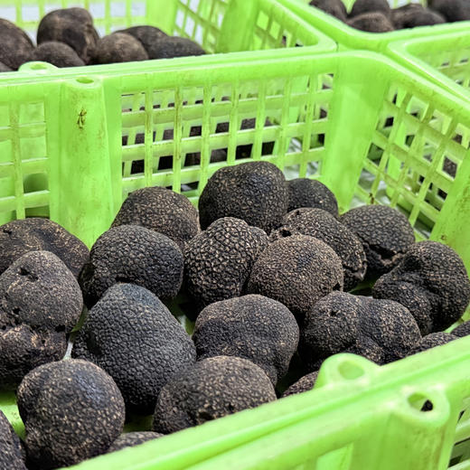 【云南野生黑松露】顺丰空运 稀有野生菌 餐桌上的黑松露 高原特产 高端食材 4种规格任选 商品图6