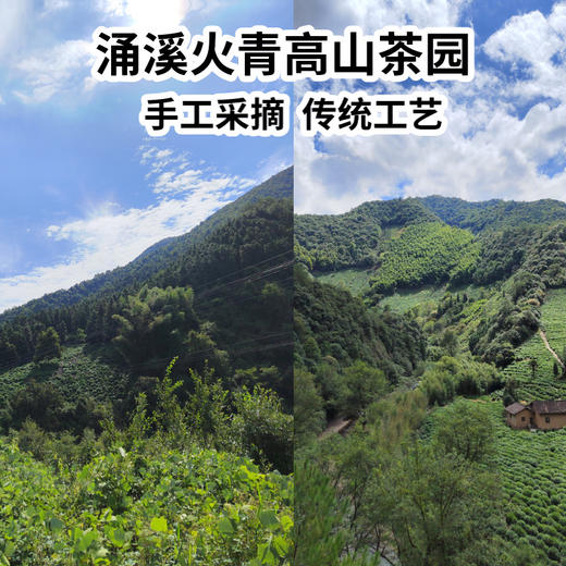 涌溪火青2025泾县茶叶/800米高山绿茶/回甘耐泡[明前一级]御用贡珠100g/罐*2 商品图2