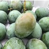 四川攀枝花凯特芒果二级特大果现货包邮孕妇水果农家自种9斤装 商品缩略图0