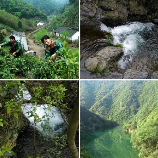 涌溪火青2025泾县茶叶/800米高山绿茶/回甘耐泡[明前一级]御用贡珠100g/罐*2 商品图1