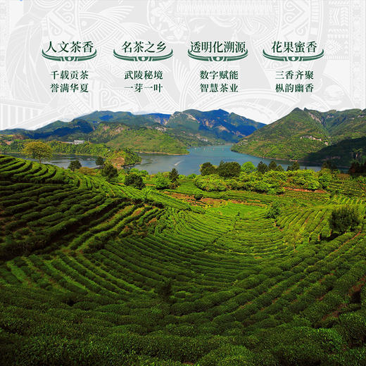 正山堂 古丈红天香古韵 骏眉中国一芽一叶特级红茶湖南茶叶正宗罐装 商品图3