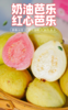 【奶油芭乐、红心芭乐】果香浓郁、 软糯香甜 商品缩略图0