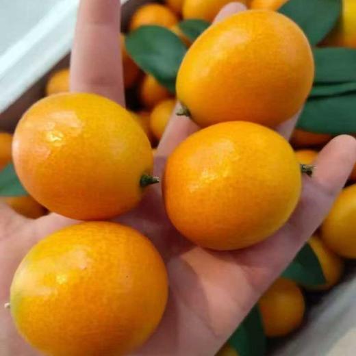 广西脆皮金桔皮脆无籽，纯甜清香，不涩不麻 商品图4