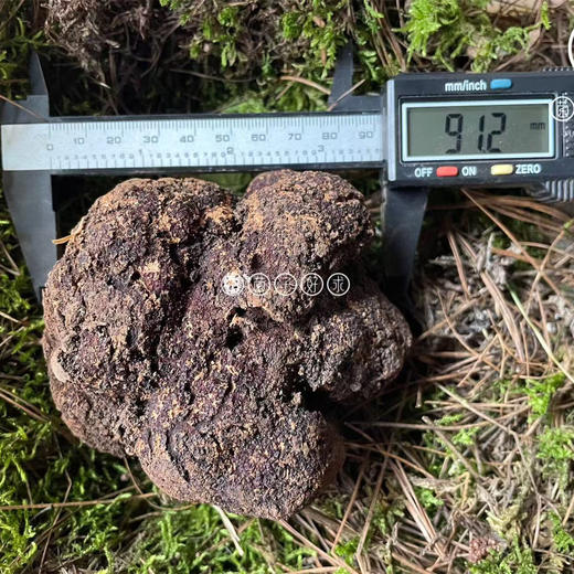 【云南野生黑松露】顺丰空运 稀有野生菌 餐桌上的黑松露 高原特产 高端食材 4种规格任选 商品图5