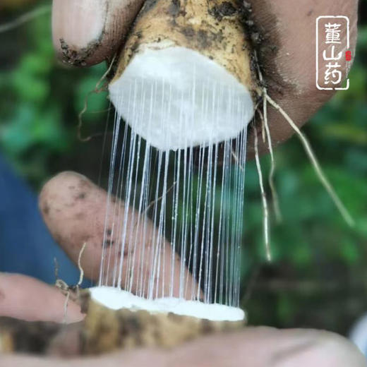 【48小时发货，现挖现发 特殊天气顺延】基地直发 | 雪山有机糯山药 | 四川雅安 商品图3