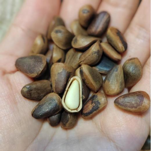 笨炒红松子烘烤大粒特大粒松子王250g 商品图4