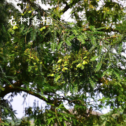 【香榧】昌西公社2025新品香榧手工炒制净重208克/罐 商品图3