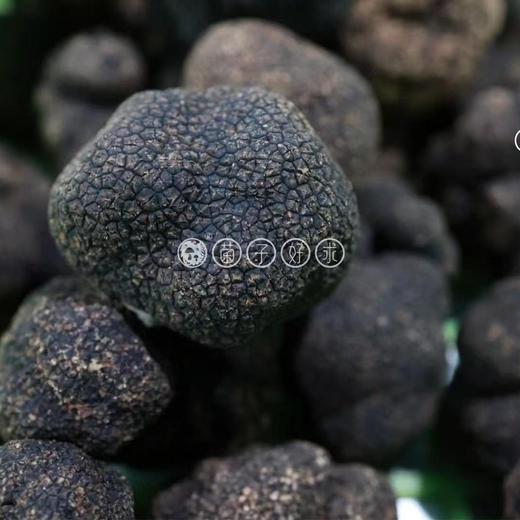 【云南野生黑松露】顺丰空运 稀有野生菌 餐桌上的黑松露 高原特产 高端食材 4种规格任选 商品图0