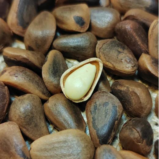 笨炒红松子烘烤大粒特大粒松子王250g 商品图6