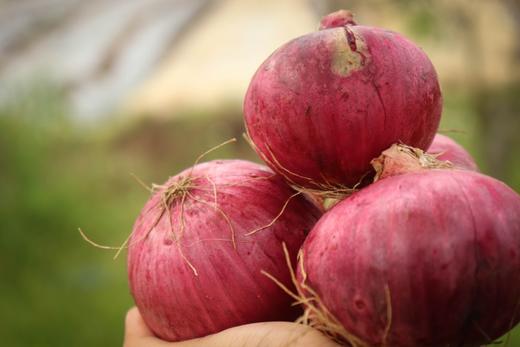羊粪洋葱 商品图7