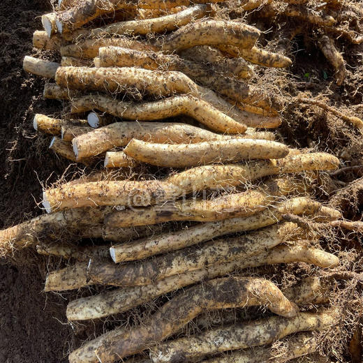 【48小时发货，现挖现发 特殊天气顺延】基地直发 | 雪山有机糯山药 | 四川雅安 商品图4