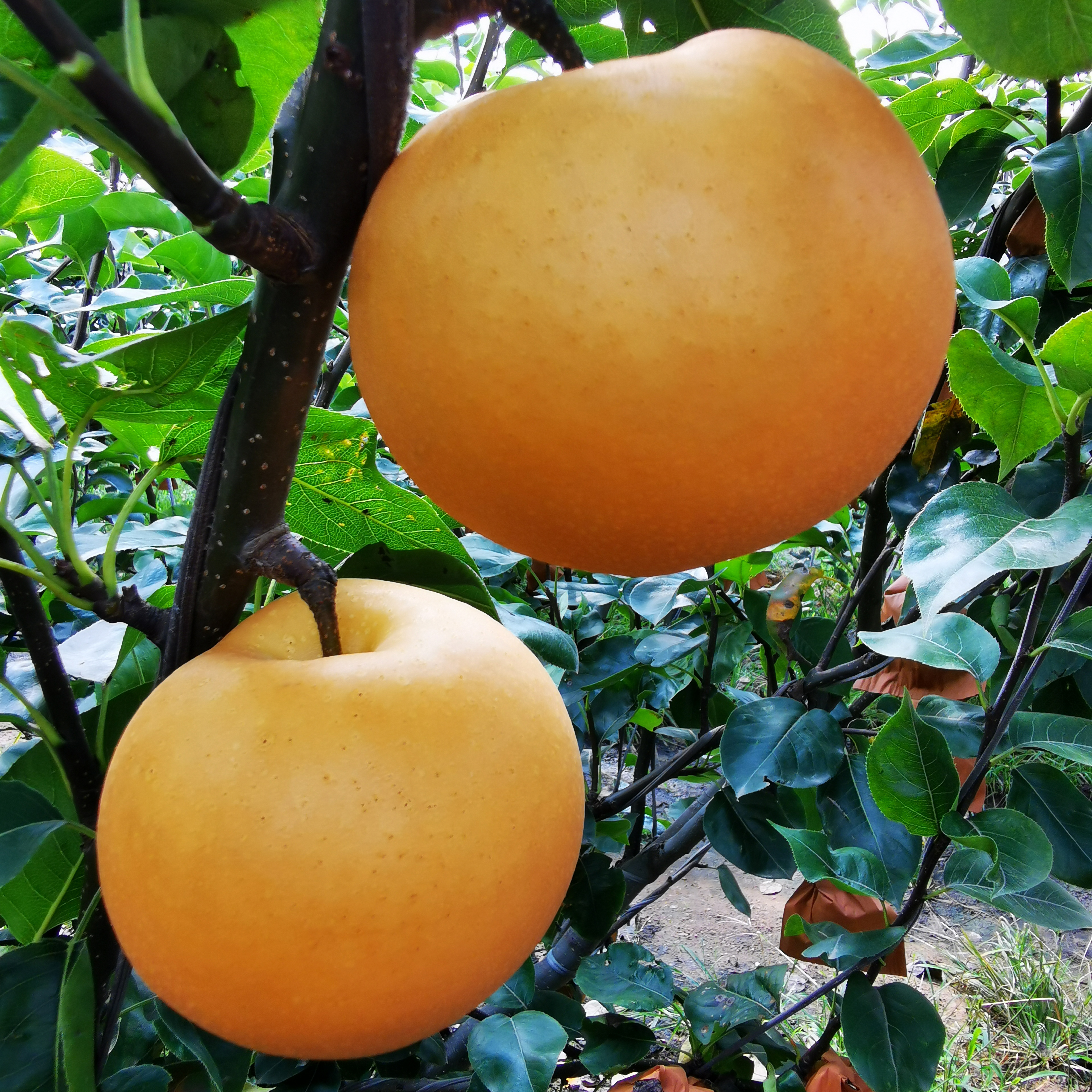 山东莱阳秋月梨4.5斤礼盒装