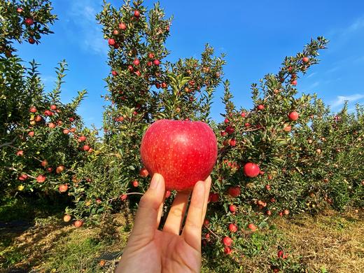 老品种西王丹霞苹果 全球仅有200多亩 不套袋 阳光雨露滋养 营养加倍的超级苹果 0激素 0农残  |百里食 商品图4