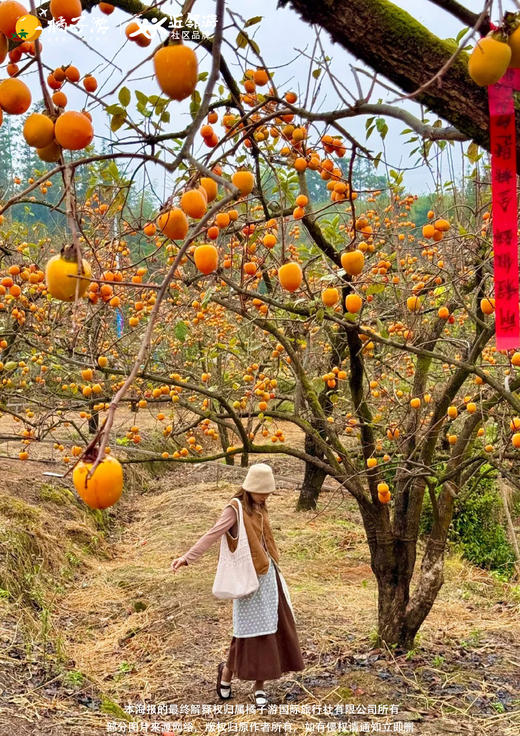 【喜柿年年】从化罗洞工匠小镇+上罗村柿子林1日游 商品图1