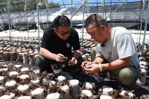 【小兴安岭有机秋木耳  】（两份减10元）被称为 “素中之荤” 可凉拌/炒菜  250克*2袋 商品图8